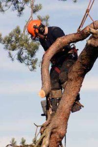 Tree Surgeon in High Wycombe